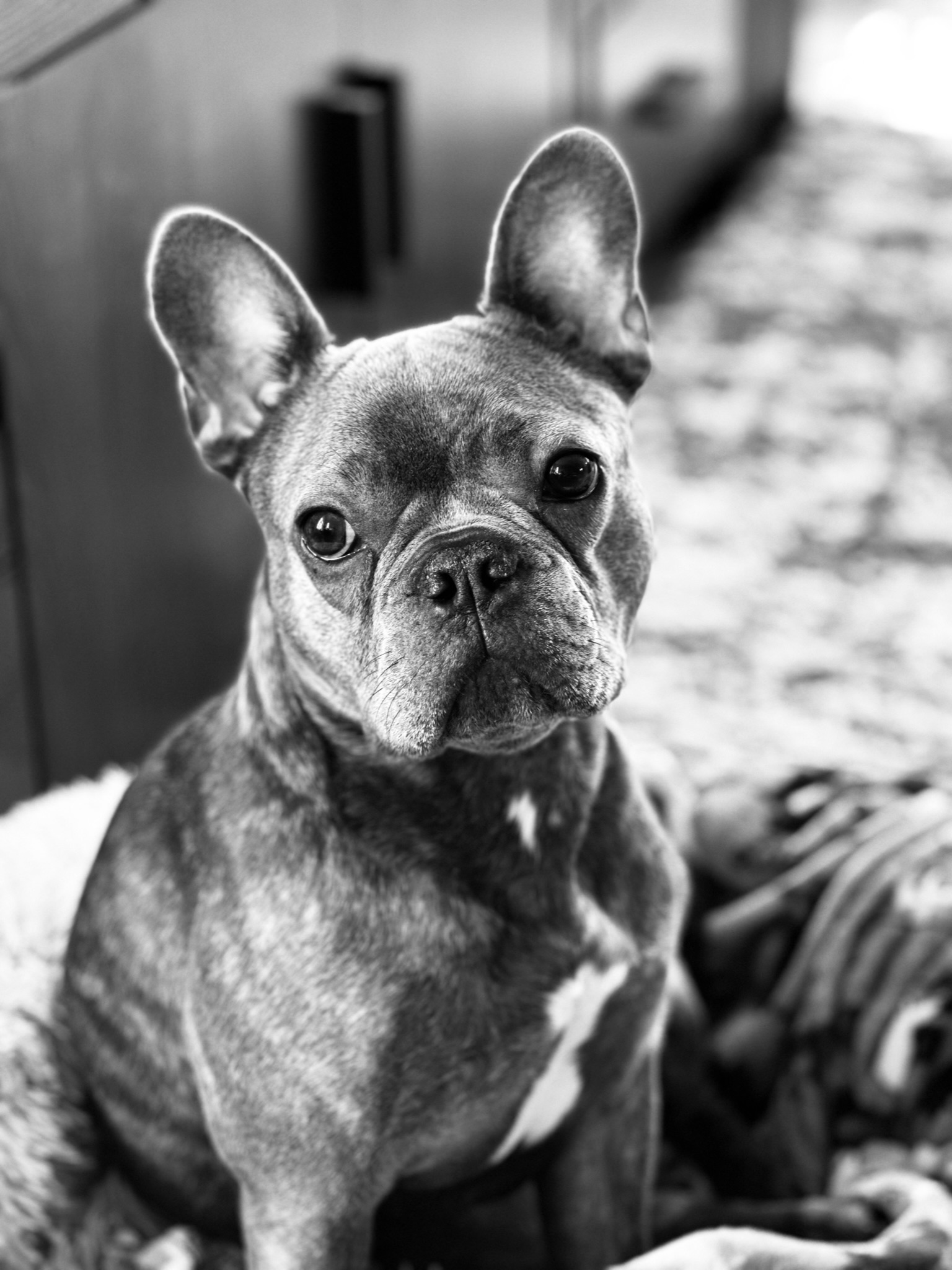 Photo Contest – Black and White - Welcome to Evanston Animal Hospital